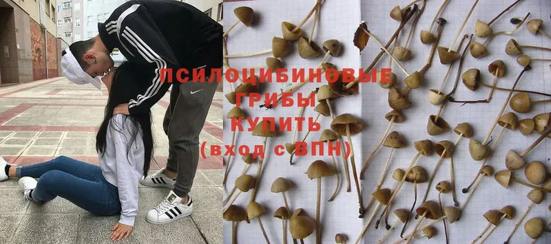 Псилоцибиновые грибы MAGIC MUSHROOMS  Никольск 